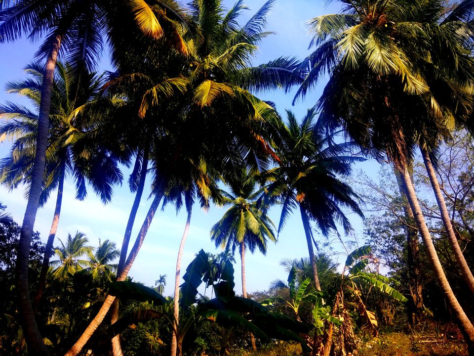 Photo of Andaman Trip in 40K INR by vaishali wasade