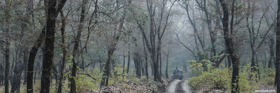 Photo of Planning a trip to Ranthambore 1/5 by Sassily Solo