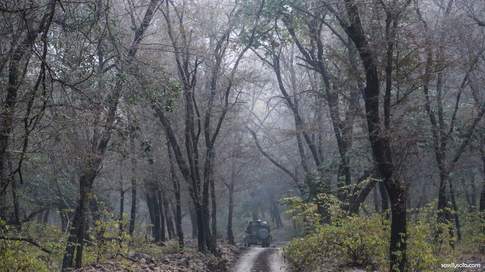 Photo of Planning a trip to Ranthambore 3/5 by Sassily Solo