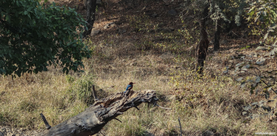 Photo of Planning a trip to Ranthambore 4/5 by Sassily Solo