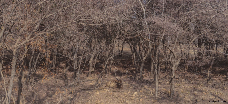 Photo of Planning a trip to Ranthambore 5/5 by Sassily Solo