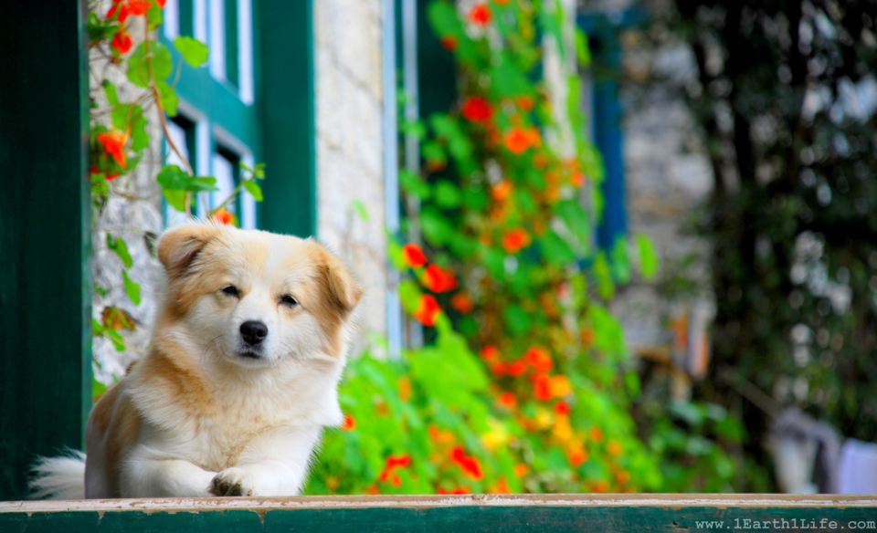 Photo of Lukla, Chaurikharka, Eastern Region, Nepal by Syed Ahmed