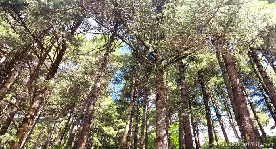 Photo of Namche Bazar, Namche, Eastern Region, Nepal by Syed Ahmed