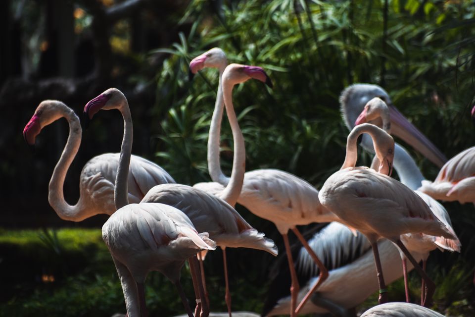 Photo of Bali - Bird park , Kintamani, Bali sing by Riya R Jain