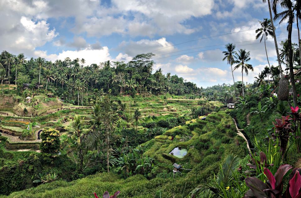 Photo of Bali - Bird park , Kintamani, Bali sing by Riya R Jain