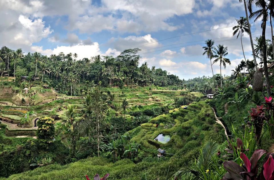 Photo of Tegallalang Rice Terrace, Jalan Raya Tegallalang, Tegallalang, Gianyar, Bali, Indonesia by Riya R Jain
