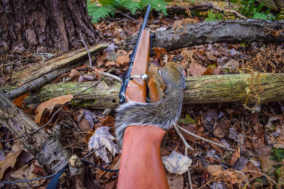 Photo of Tips for Summer Varmint Hunts 1/4 by Mohammad Mukit Ibn Siddique