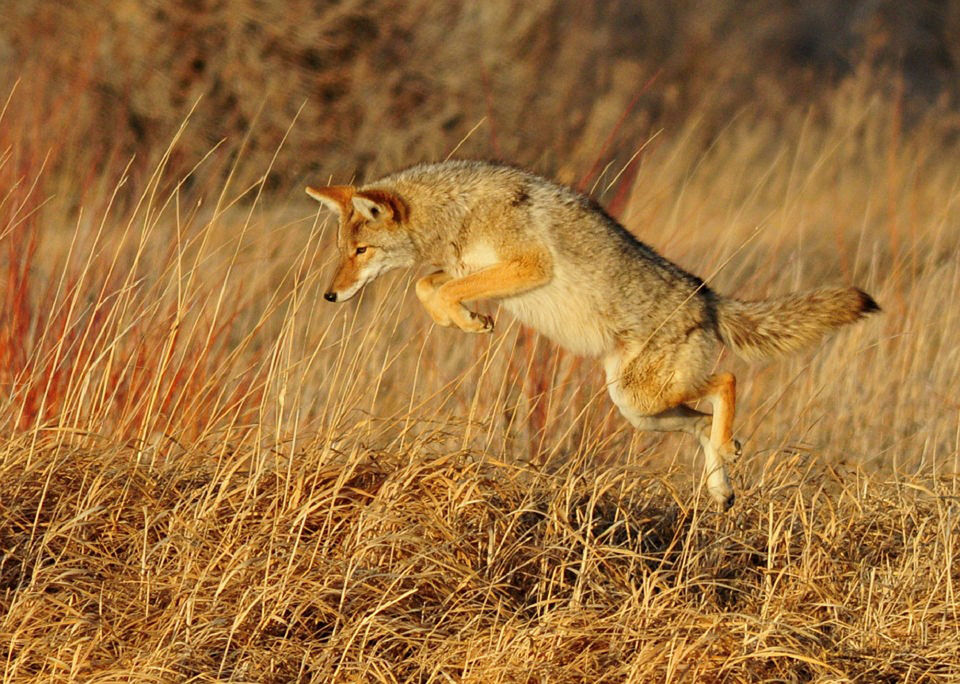 Photo of Tips for Summer Varmint Hunts 3/4 by Mohammad Mukit Ibn Siddique
