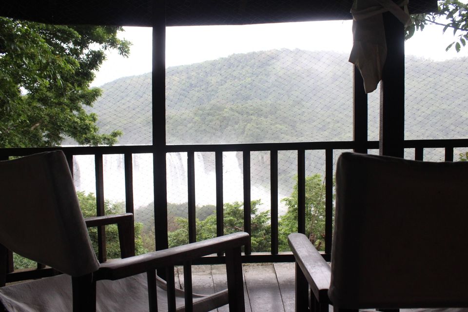 Photo of Rainforest, Trichur, Kerala, India by The Churchills'