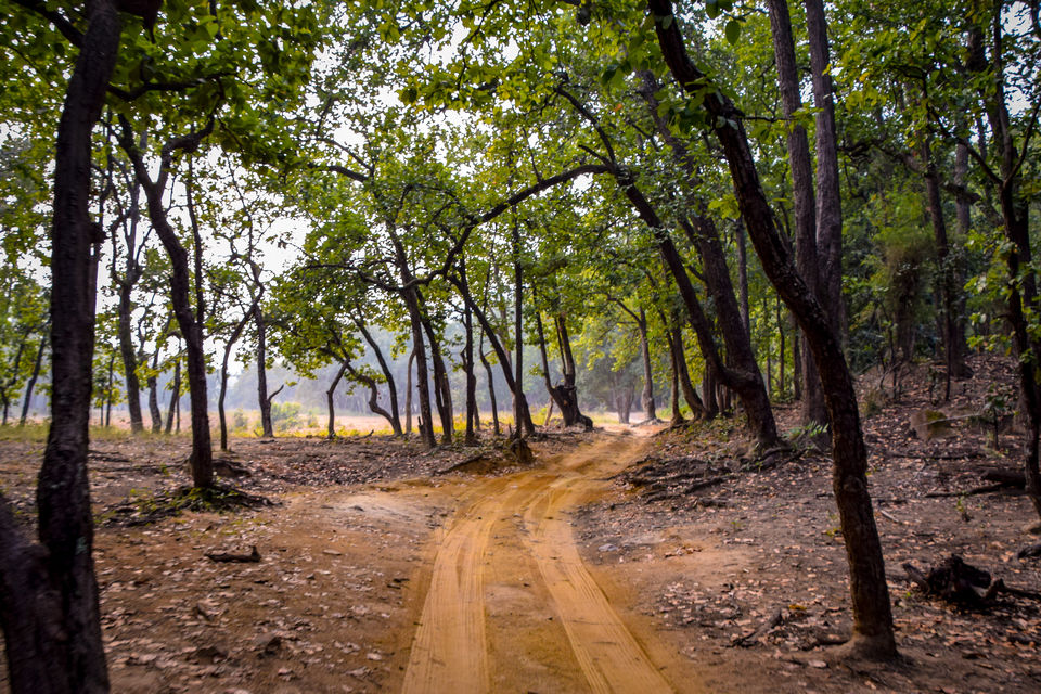Photo of Five things to do in Bandhavgarh National Park 1/1 by The Rovers Trail