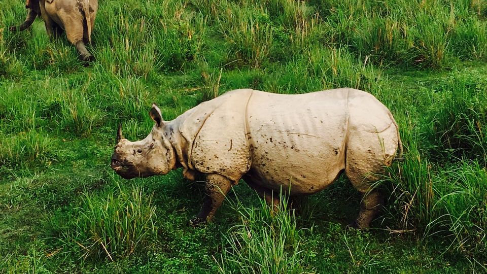 Photo of Jungle Safari in Kaziranga-the land of Rhinos and an encounter with the Royal Bengal Tiger. by Wander with Sakshi