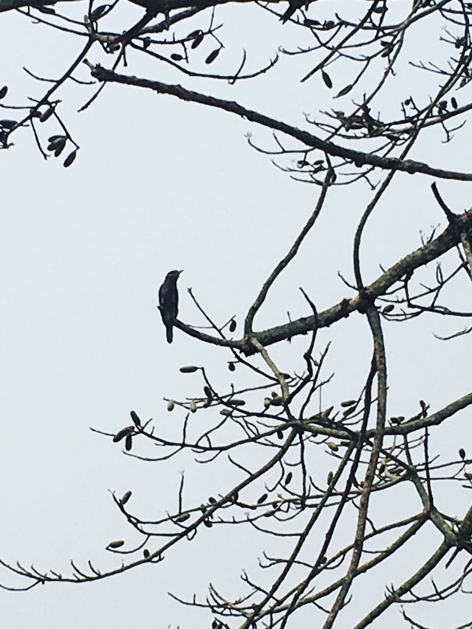 Photo of Kaziranga National Park, Kanchanjuri, Assam, India by Wander with Sakshi