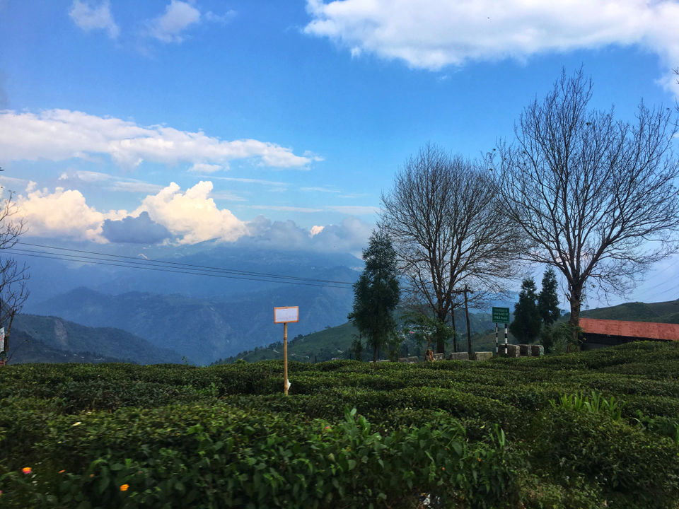 Photo of Darjeeling : Where snow-capped Kanchenjunga meets lush green Tea Gardens 16/19 by Wander with Sakshi