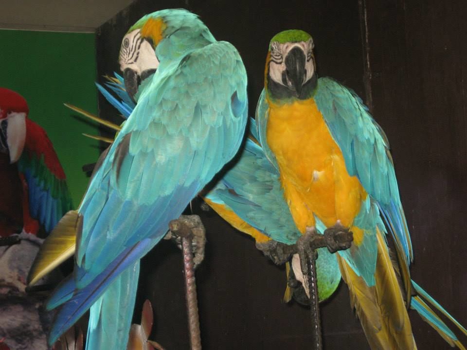 Photo of THAILAND- Adventure in Bangkok and Pattaya 4/7 by Wander with Sakshi
