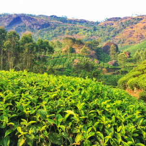 Photo of Munnar : The story behind a cup of tea by Wander with Sakshi