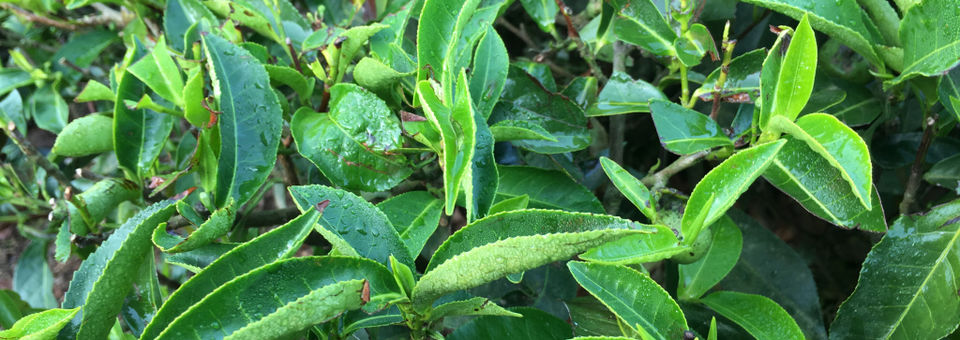 Photo of Munnar : The story behind a cup of tea by Wander with Sakshi