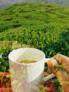 Photo of Munnar : The story behind a cup of tea 1/1 by Wander with Sakshi