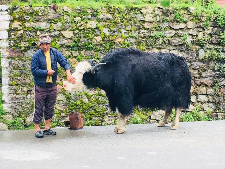 Photo of East Sikkim, Sikkim, India by Wander with Sakshi