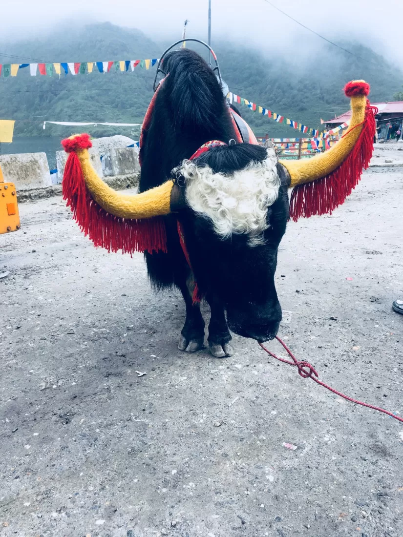 Photo of East Sikkim, Sikkim, India by Wander with Sakshi