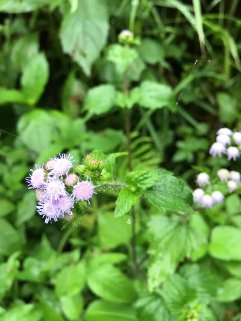 Photo of West Sikkim, Sikkim, India by Wander with Sakshi