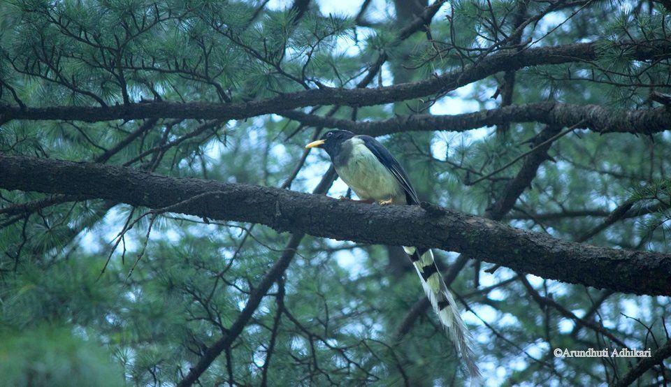 Photo of McLeod Ganj, Dharamshala, Himachal Pradesh, India by Arundhuti Adhikari