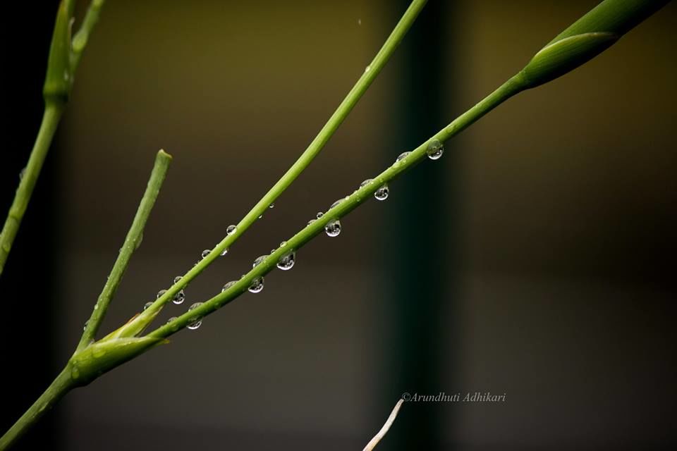 Photo of Tripura-Color of Monsoon by Arundhuti Adhikari