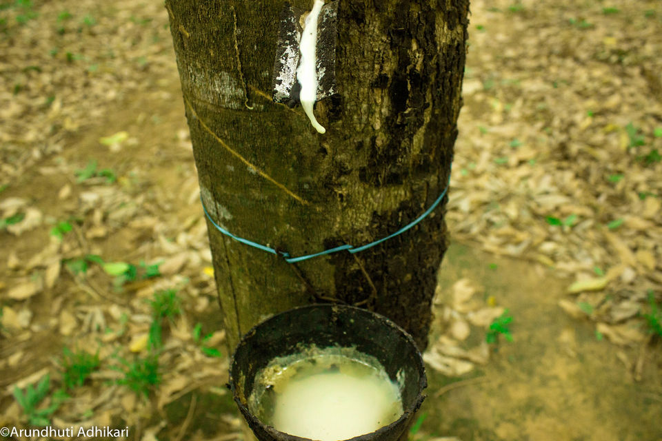 Photo of Tripura-Color of Monsoon by Arundhuti Adhikari