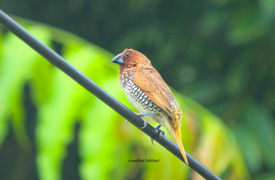 Photo of Kailashahar, Tripura, India by Arundhuti Adhikari
