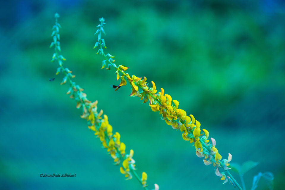 Photo of Tripura-Color of Monsoon by Arundhuti Adhikari
