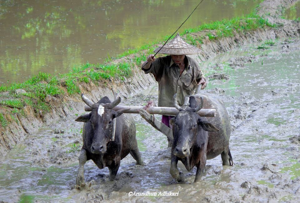 Photo of Tripura-Color of Monsoon by Arundhuti Adhikari