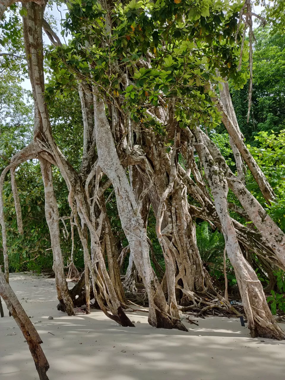 Photo of Impeccable experience of Andamans in just 4 days by Rohini