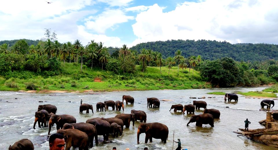 Photo of Pinnawala, Rambukkana, Sri Lanka by Rohini