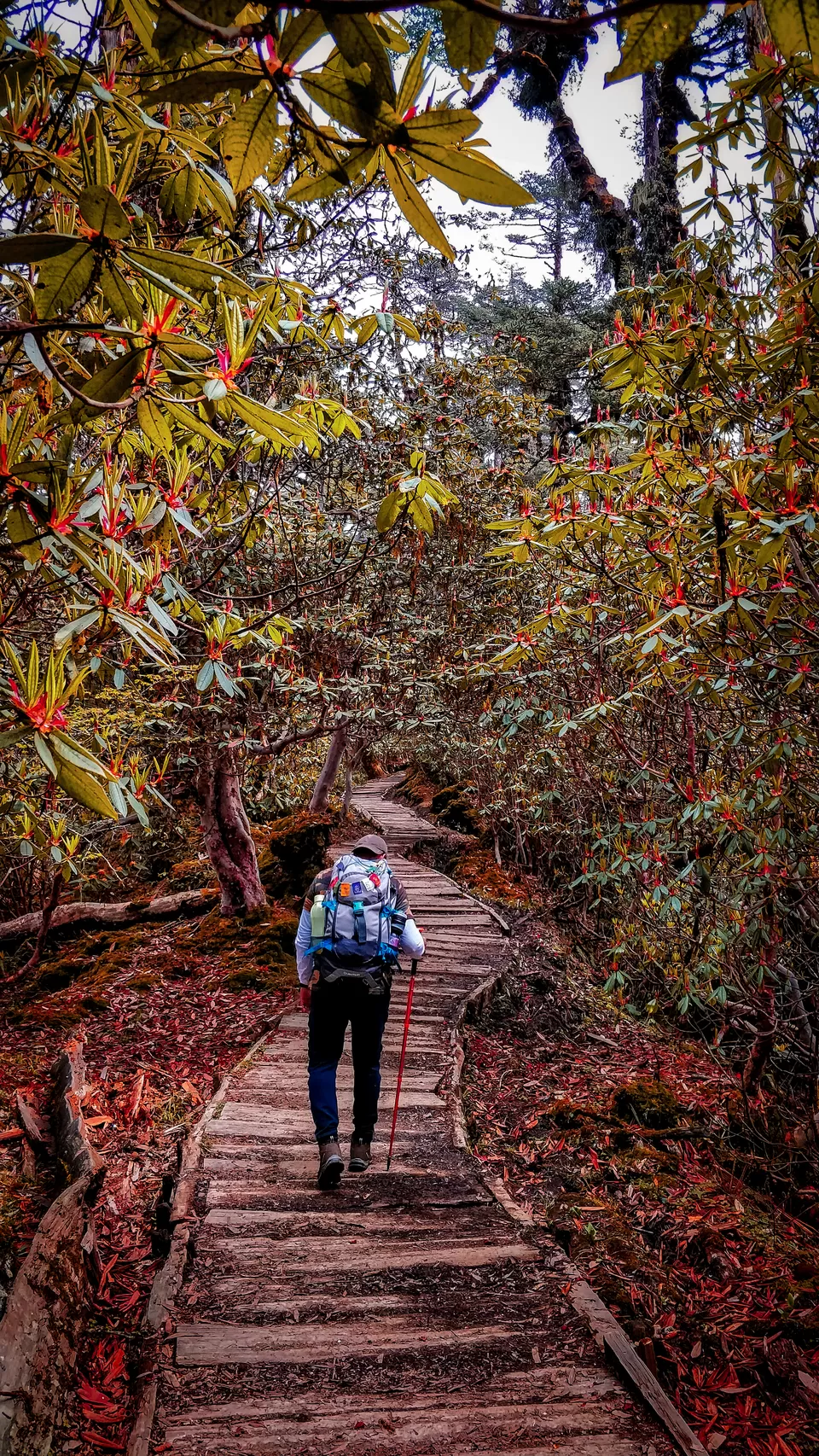 Photo of Goechala Trek in Sikkim by Sagar | TRAVELOSAGA