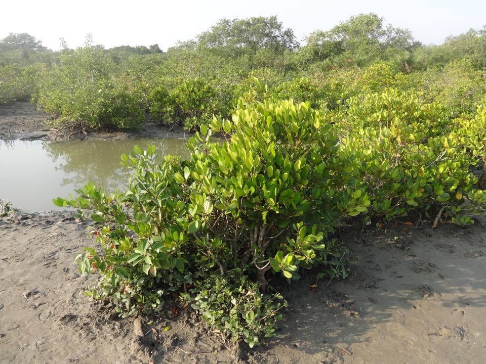 Photo of Henry’s Island: A Four-hour Ride to Paradise 4/9 by Kamalika Pramanik