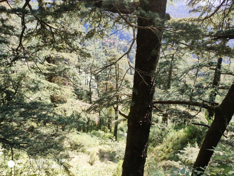 Photo of Chail, Himachal Pradesh, India by Mr. traveller