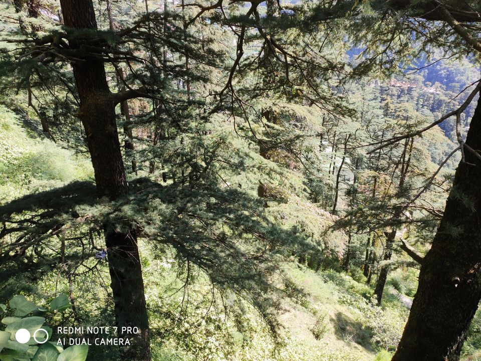 Photo of Chail, Himachal Pradesh, India by Mr. traveller