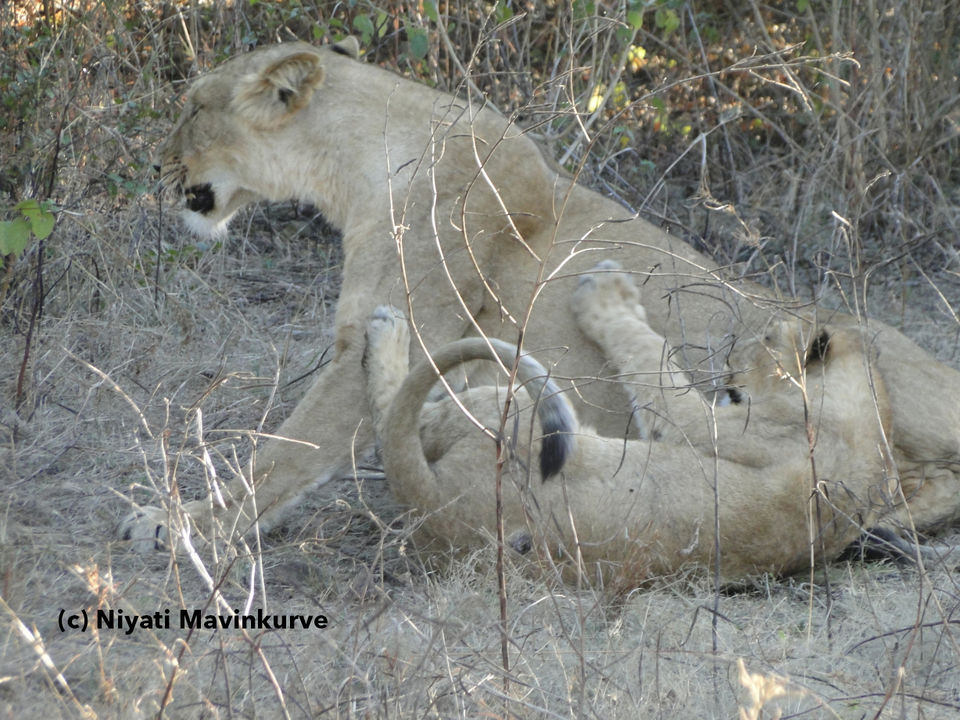 Photo of The Enigma Called Gir by Niyati Mavinkurve