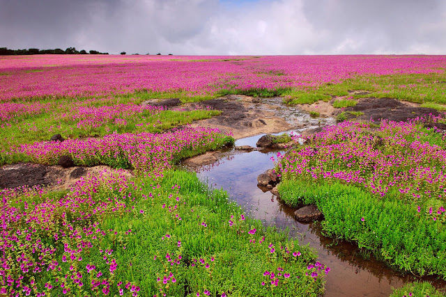 Photo of Kaas Plateau of Flowers, Satara, Maharashtra, India by Niyati Mavinkurve