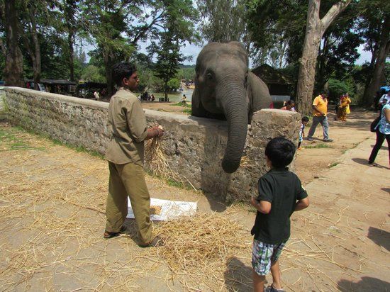 Photo of Connect with Elephants in the Dubare Elephant Club by Niyati Mavinkurve