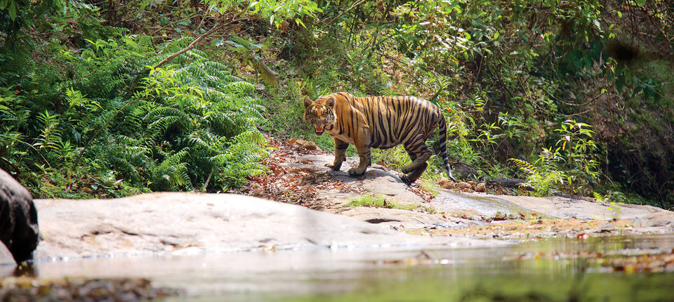 Photo of Parambikulam Tiger Reserve, Pollachi, Tamil Nadu, India by Niyati Mavinkurve