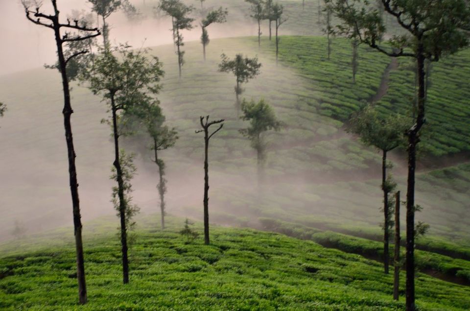 Photo of Valparai, Tamil Nadu, India by Niyati Mavinkurve