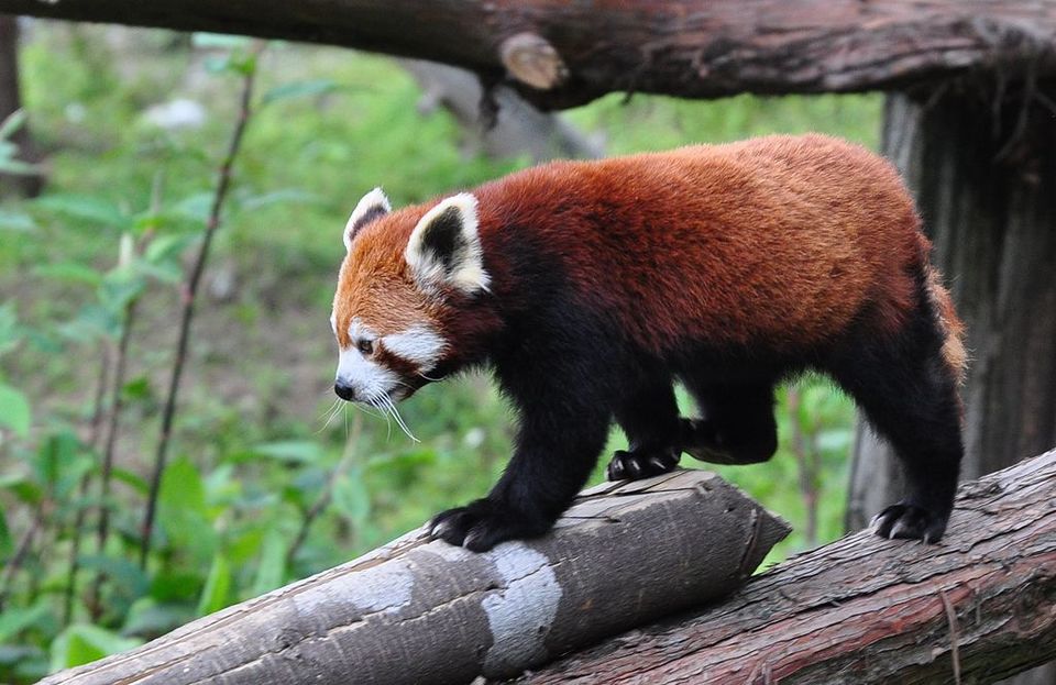 Photo of Zoological Park Gantok Sikkim, Himalayas, Gangtok-Chungthang Road, Chhateng, Sikkim, India by Niyati Mavinkurve