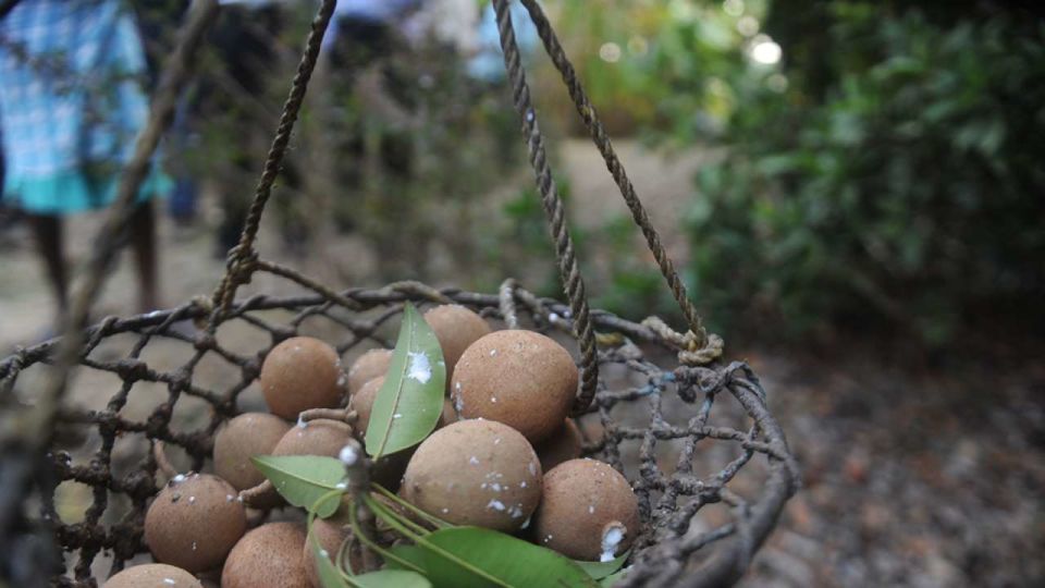 Photo of There's a Chikoo Festival happening in Mumbai's Backyard! by Niyati Mavinkurve