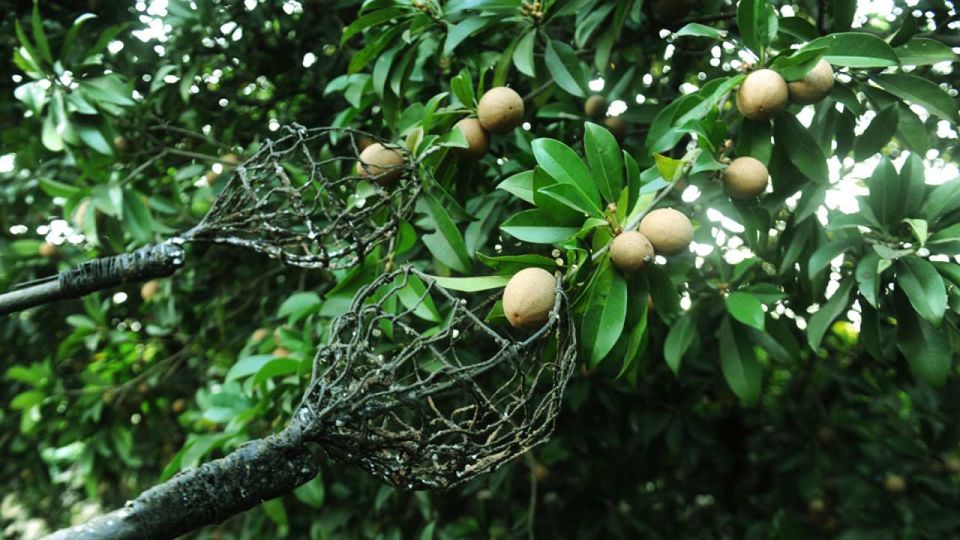 Photo of There's a Chikoo Festival happening in Mumbai's Backyard! by Niyati Mavinkurve