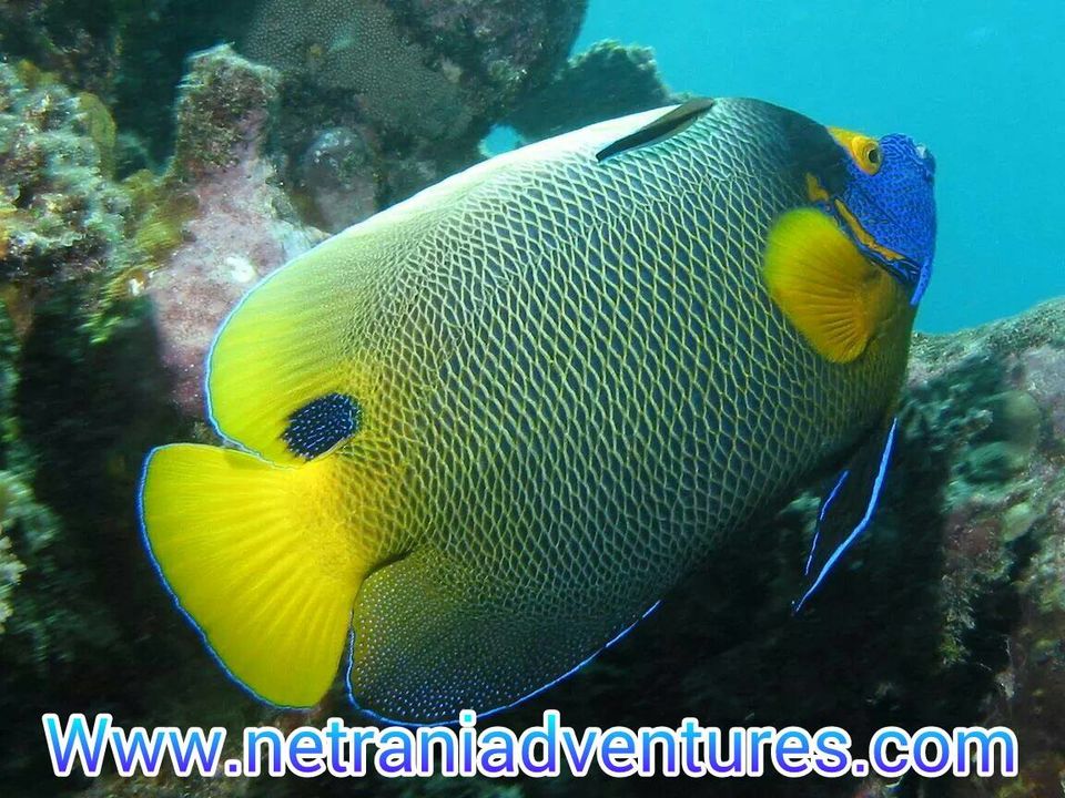 Photo of Looking for Scuba Diving Adventure? Head to Netrani Island in Karnataka by Niyati Mavinkurve