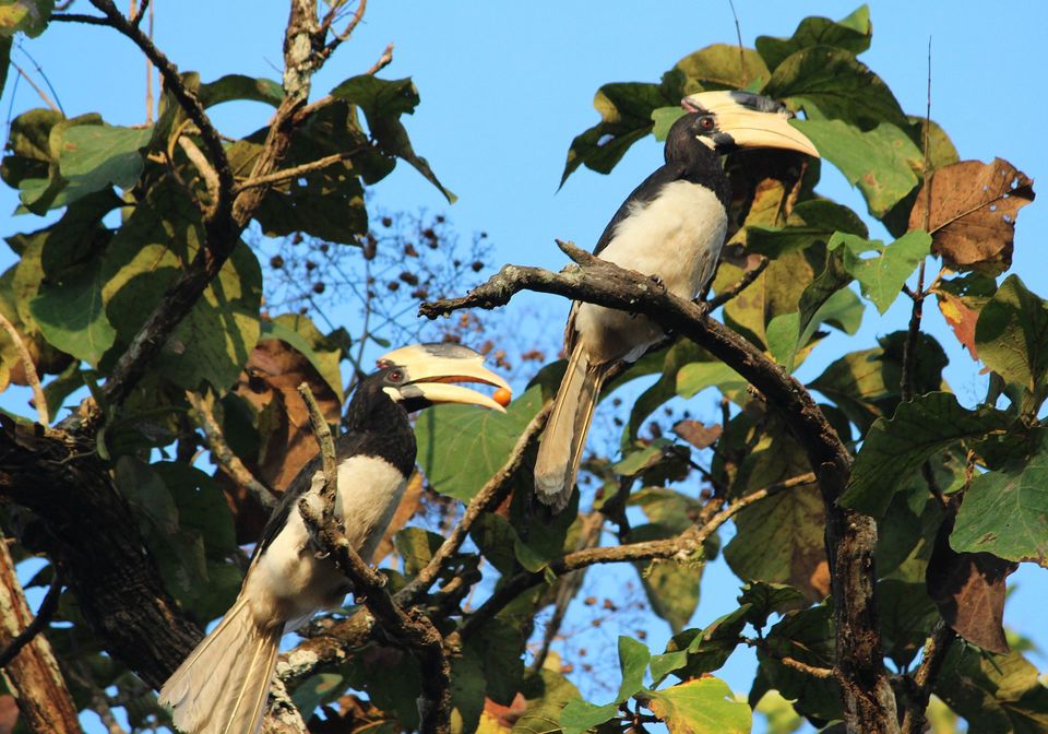 Photo of Dandeli National Park, State Highway 46, Dandeli, Karnataka, India by Niyati Mavinkurve
