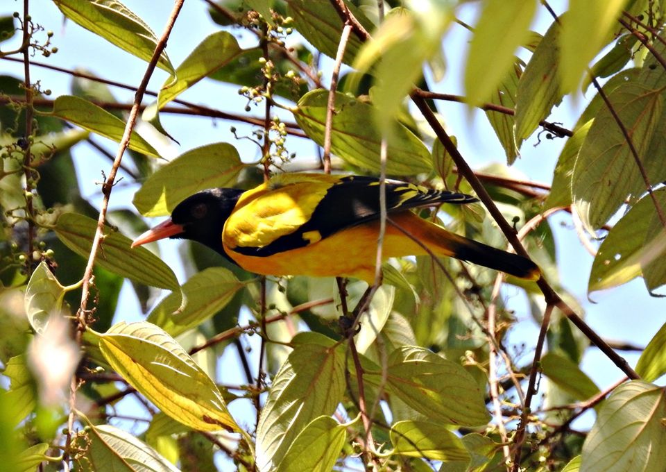 Photo of Anshi National Park, Kodthalli, Karnataka, India by Niyati Mavinkurve