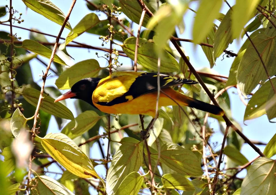 Photo of Anshi National Park, Kodthalli, Karnataka, India by Niyati Mavinkurve