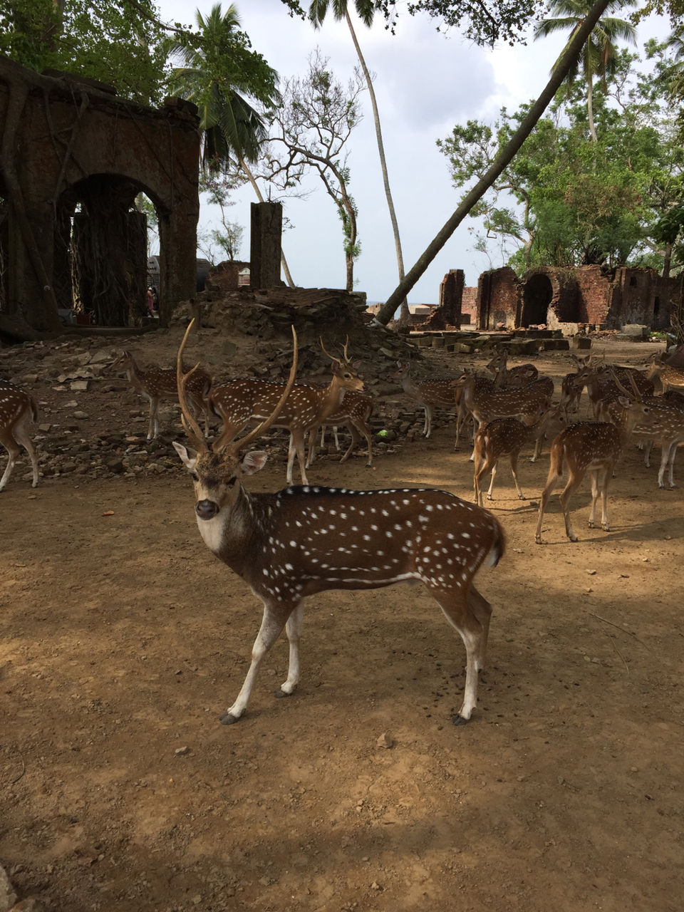 Photo of Ross Island, Andaman, Ross Island Road, India by Sinjini