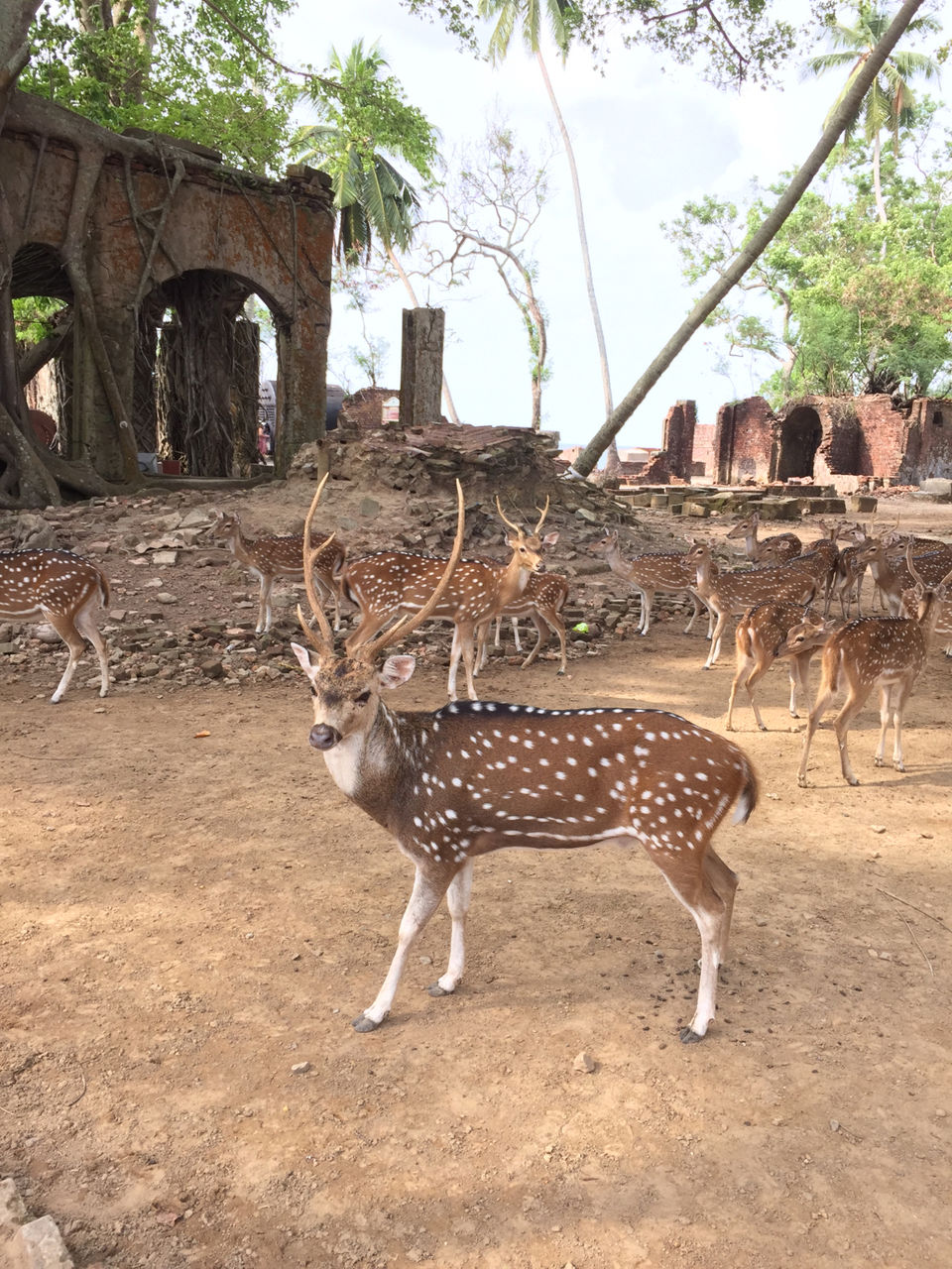 Photo of Ross Island, Andaman, Ross Island Road, India by Sinjini